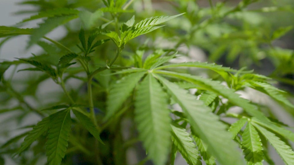 2 Pennsylvania gas stations busted for selling illegal THC and marijuana products, AG says — Cranberry Township Business news